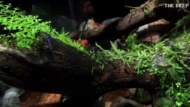 Red devil crabs arrive at The Deep