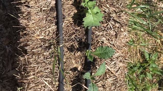 Kale Straw Bale Project