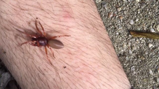 Woodlouse spider - Dysdera crocata