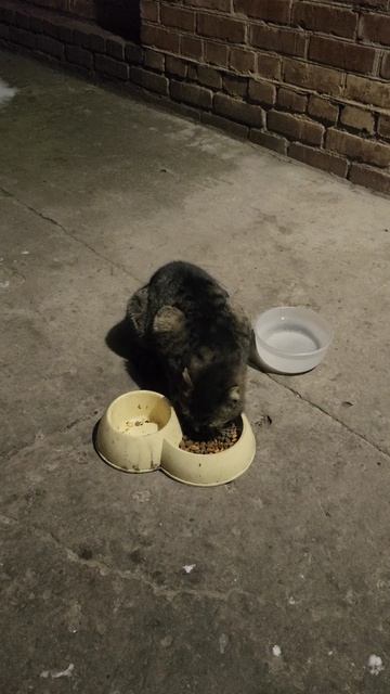 Красавчик пришёл покушать.