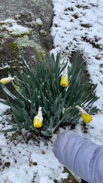 Revisiting the Daffodils