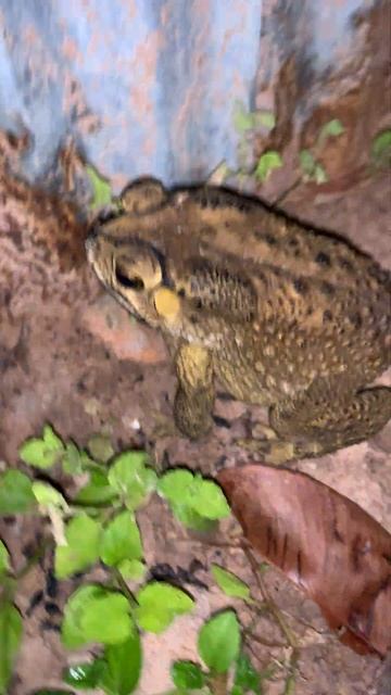 Daily Toad frog viral #virallife  #frog #toads #amazinganimals #nature #animal #wildlife