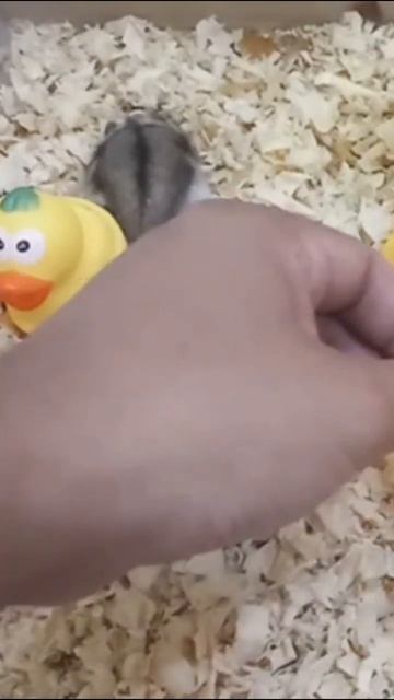 Lovely My Hamster Eating White Apple