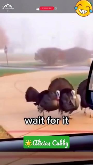 🌟NEW!!🌟Funny Animals! #shorts #shortsfeed #shortsvideoviral #viralshorts #funnyanimals #awesome#cut