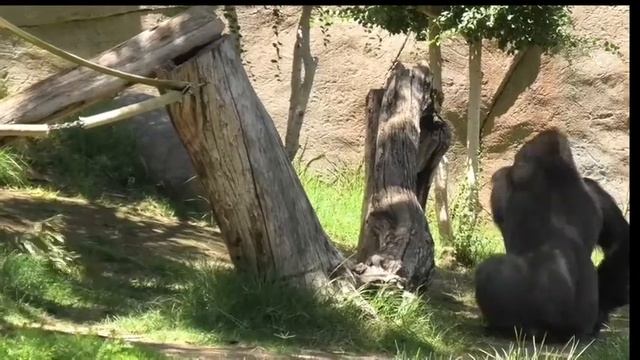Gorilla 💎 Frank and Monroe 💎 drumming 💎 San Diego Safari Park