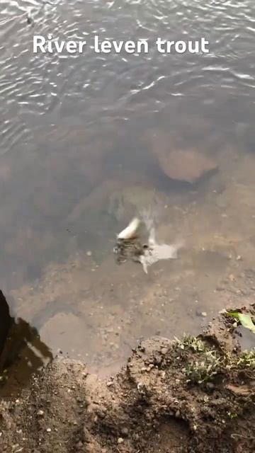 River leven trout🏴󠁧󠁢󠁳󠁣󠁴󠁿 🐟 #trout #fishing