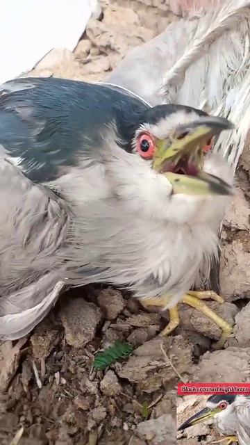 Heron Bird #Short Video