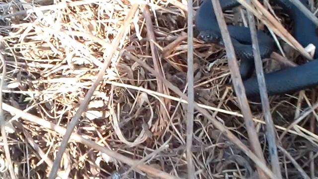 Встреча с гадюкой.🐍