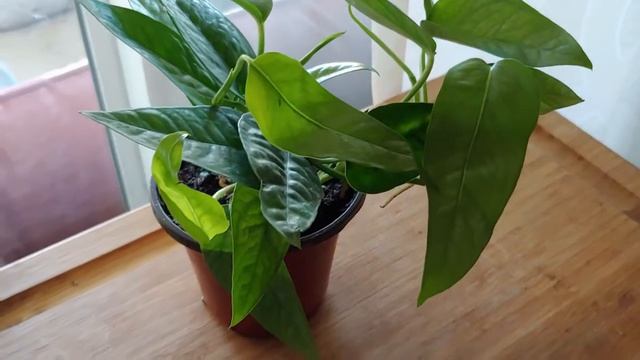 Cebu Blue House Plant Unboxing!