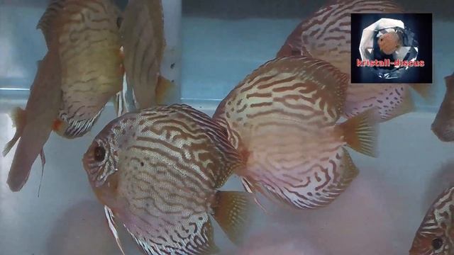Aquarists of Russia