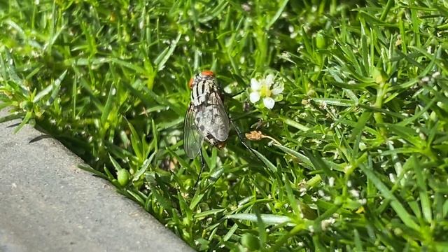 Feeding on Aphid honeydew