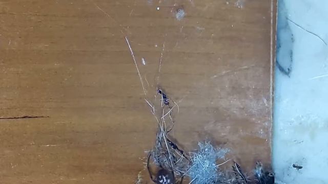 Steatoda grossa cattura grande preda