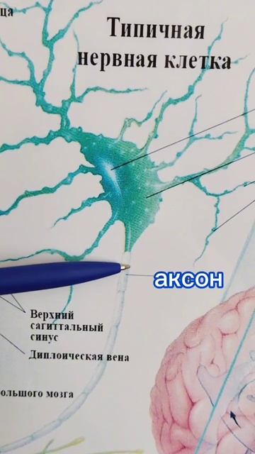 Знали?
