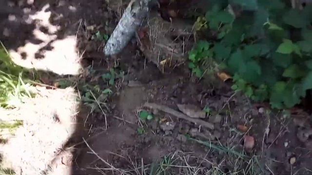 заготовка корма на дому