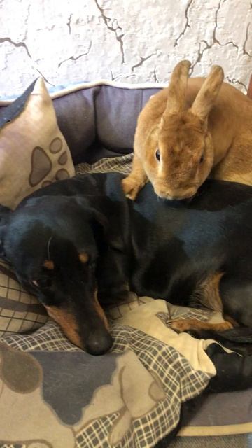 Анфиса и кролик