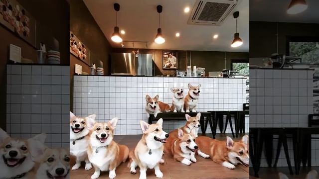 beautiful Toni corgi picture video looking hier