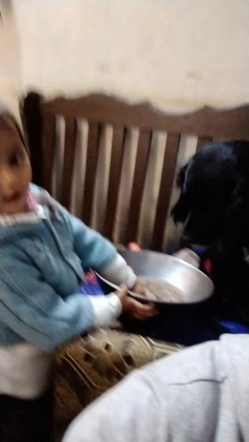 Cocker Spaniel eating food.