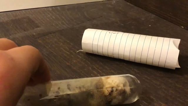 Pavement Ants ( Tetramorium Caespitum )