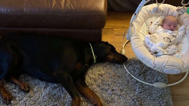 Camera Shows Dog Comforting Crying Baby Sister With His Favorite Toy