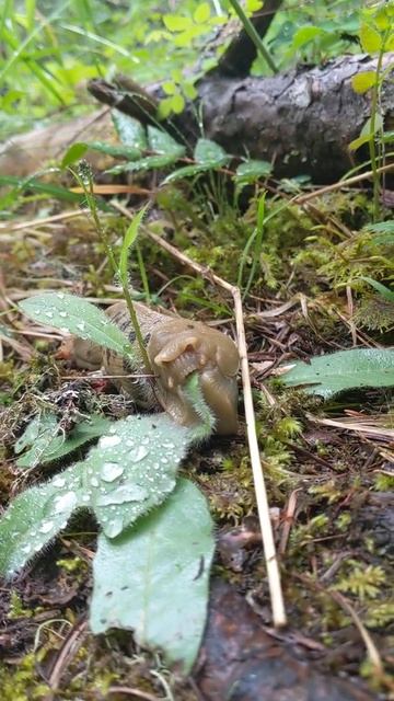 banana slug chewing a leaf at Spectacle Lake, BC