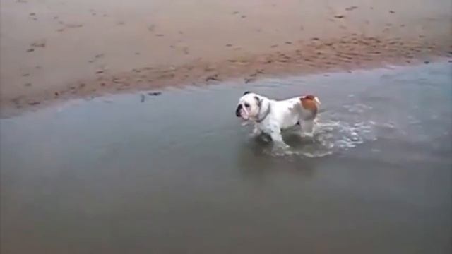 Popeye the Bulldog welcome to my channel xx