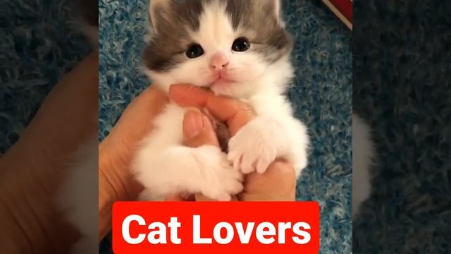 Cat Status🐱 Cat lover 💖 Photography 📸 Cat Whatsapp Status 🥰 Insta status 💝 #shorts 2022 #cat