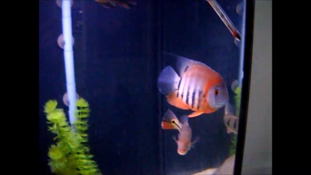 My New Severum