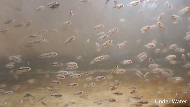 Myanmar's Biggest Aquarium Farm