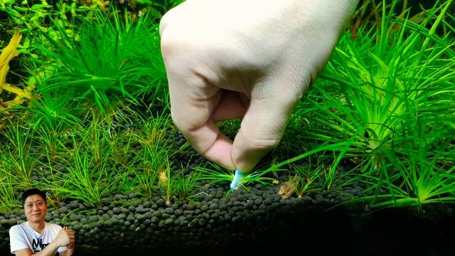 小穀精種植不會浮起來的秘訣 使用輔具輕鬆搞定 水草新手必看 plant Eriocaulon cinereum. using special tool to avoid floating