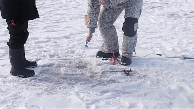 Светлые Горы Форель 22.02.2025г.