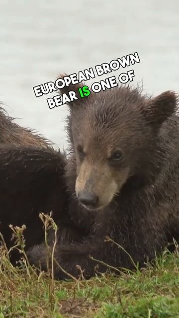 Top 5 medium sized bear breeds in the world #top5 #animal #ytshorts #shorts