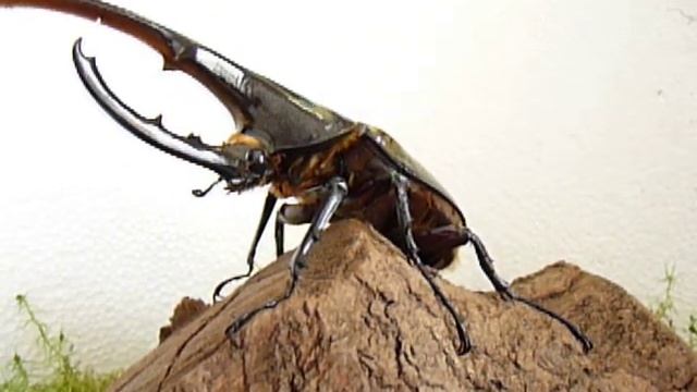 Dynastes hercules hercules