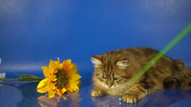 Сибирская кошечка Celeste Crown of Siberia, 7 месяцев, окрас золотой мраморный