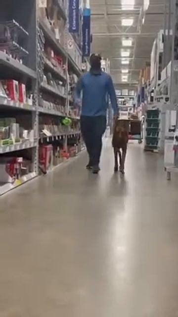 K9 Kahn personal protection dog out for a shopping day