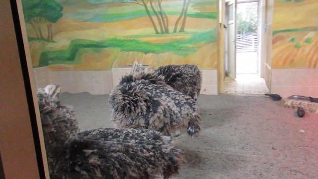 Страусы развлекаются 13.09.18