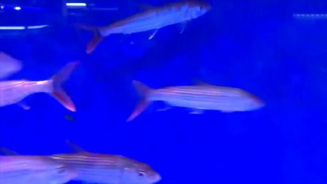 Sims Tropical Fish - Vittatus African Tiger Fish