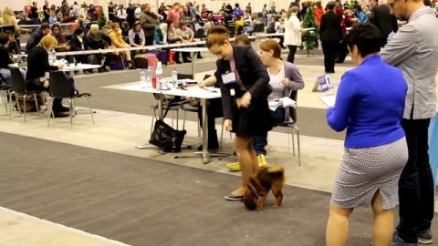 20151213 Новосибирск, Кубок президента РКФ, CACIB