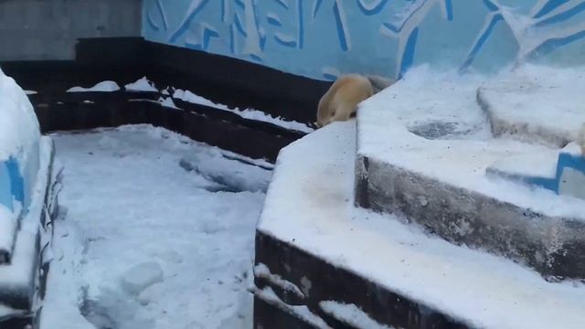 Шайна и Нордик - белые медвежата..Shaina and Nordic -  are polar cub....