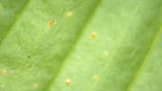 Parasitoid walking behaviour