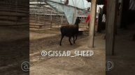 #Узбекистана #гиссарскиебараны #gissarsheep #овцы #ярки #переярки #гиссар #хиссори