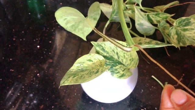 Stylish Home Decor Ideas Using Indoor Plant ||Money Plant|| water Growing Plants