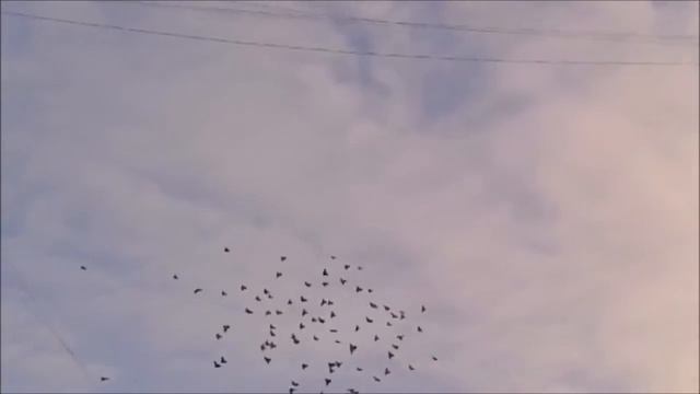 Полёт голубей
