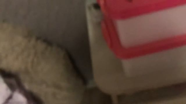 Что нужно для хомяка?🐭