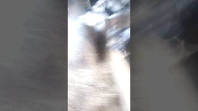 Я расказываю про коров и быков