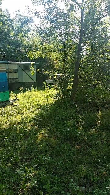 Кочевая пасека на медосборе с липы