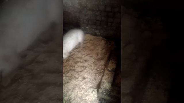 Белые свиньи зимой 2