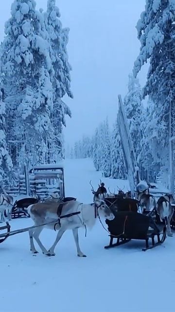 Salla Reindeer Park in Finland