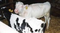 A Collection of Albino Animals