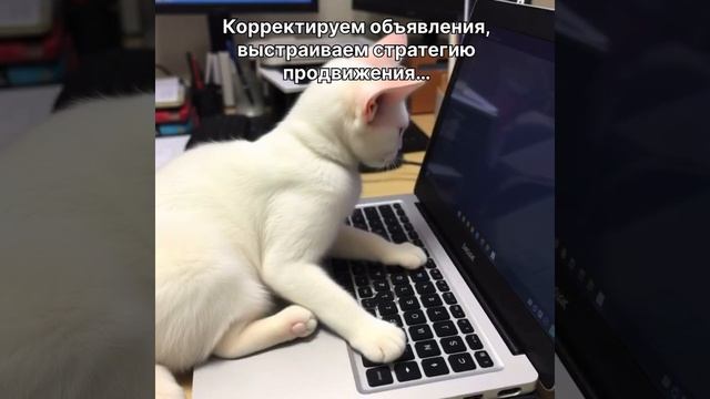 Мы всегда поможем! Ссылка на тг в шапке профиля #авито #бизнес #продвижение #котики #маркетинг #cat