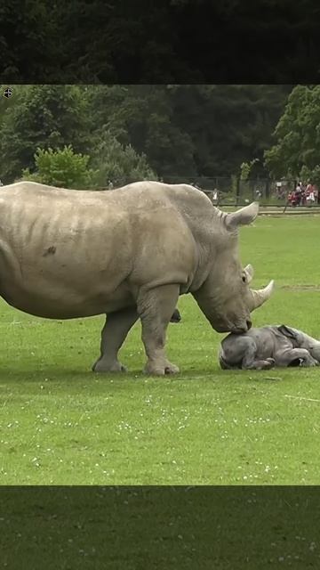 🔥सबसे अनोखी छिपकली इसे देखने के लिए नसीब लगता है! 10 Mind-Blowing Facts. #shorts #animals #wildlife